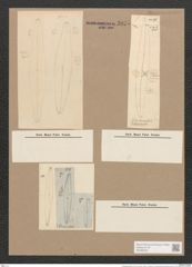 Pleurosigma rigidum W.Sm. (de-Toni-Nr.: Genus 13, Species 1013) Zeichnungen Sammlung Grunow Nr. 2075 (NHMW-BOT-W0368938)